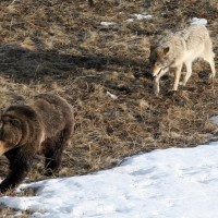 http://www.yellowstonegate.com/wp-content/uploads/2011/11/vital-signs-leopold-wolf-vs-bear-200x200.jpg