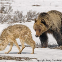 A subadult grizzly attempts to initiate play with a wary coyote. Photographed during May in Hayden Valley, YNP.