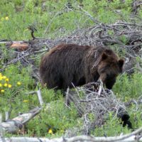 young-grizzly