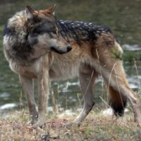 A male wolf from the Canyon pack in Yellowstone National Park watches for bison. (Mike Wheeler - click to enlarge)