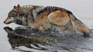 Why did the wolf cross the river?