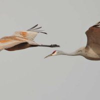 Sandhill cranes are among the Grand Teton birds participants may see during an annual event to count migratory birds across North America. (Rob Koelling - click to enlarge)