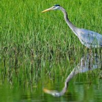 yellowstone-birds01