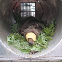 A tranquilized grizzly bear lies in a trap similar to those used for capturing nuisance bears in Grand Teton National Park and surrounding areas. (NPS photo - click to enlarge)
