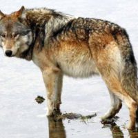 A male wolf from the Canyon Pack stands in shallow water in Yellowstone National Park. (Mike Wheeler - click to enlarge)