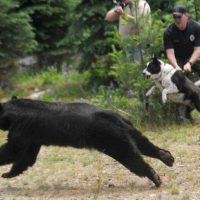 Police Officer Christopher Pekema, from Joint Base Lewis-McChord, in Washington state, right, holds on to Mishka, a Karelian bear dog, as Washington Fish and Wildlife officials release a black bear Aug. 3, 2011, in a remote area of the Cascade Range.