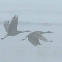 yellowstone-cranes