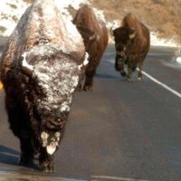 road-bison3