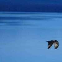 An osprey flies of Yellowstone Lake in Yellowstone National Park. (photo ©Rob Koelling)