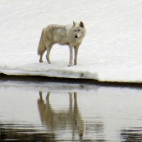 A wolf gazes across the Yellowstone River in Yellowstone National Park. (photo ©Bob Richard)
