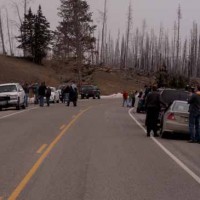 Wildlife watchers hoping to catch a glimpse of a grizzly sow and her cub line the roadside Friday between Sedge Bay and Lake Butte Overlook in Yellowstone National Park. (Ruffin Prevost/Yellowstone Gate)