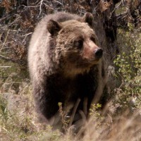A young grizzly bear keeps a watchful eye as it feeds on a deer carcass east of Yellowstone National Park. (Ruffin Prevost/Yellowstone Gate)