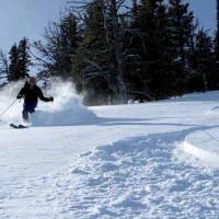 A skier makes fresh tracks in new powder at the Bridger Bowl Ski Area near Bozeman, Mont. (courtesy photo by Montana Office of Tourism)