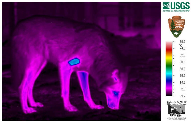 Thermal imaging reveals a bright blue patch near the shoulder of a captive wolf, whose fur was shaved to simulate the effects of sarcoptic mange.