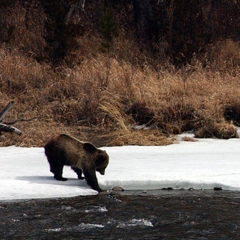 A grizzly bear tests the waters along the banks of the North Fork of the Shoshone River, just east of Yellowstone National Park.