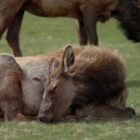 An elk snoozes while another grazes on a lawn in Mammoth Hot Springs in Yellowstone National Park.