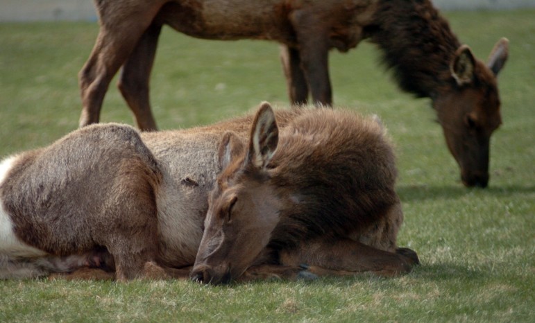 An elk snoozes while another grazes on a lawn in Mammoth Hot Springs in Yellowstone National Park.
