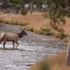 An elk crosses the Firehole River in Yellowstone National Park in September 2011.