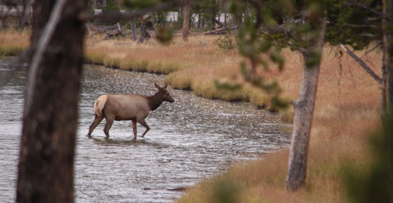 An elk crosses the Firehole River in Yellowstone National Park in September 2011.