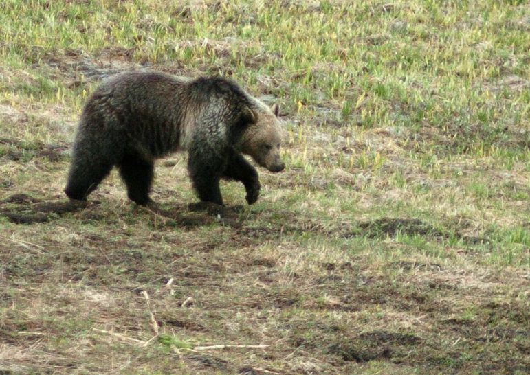 A grizzly bear digs in wet dirt near Cub Creek in Yellowstone National Park.