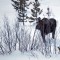 A moose moves through vegetation along the North Fork of the Shoshone River, just east of Yellowstone National Park.