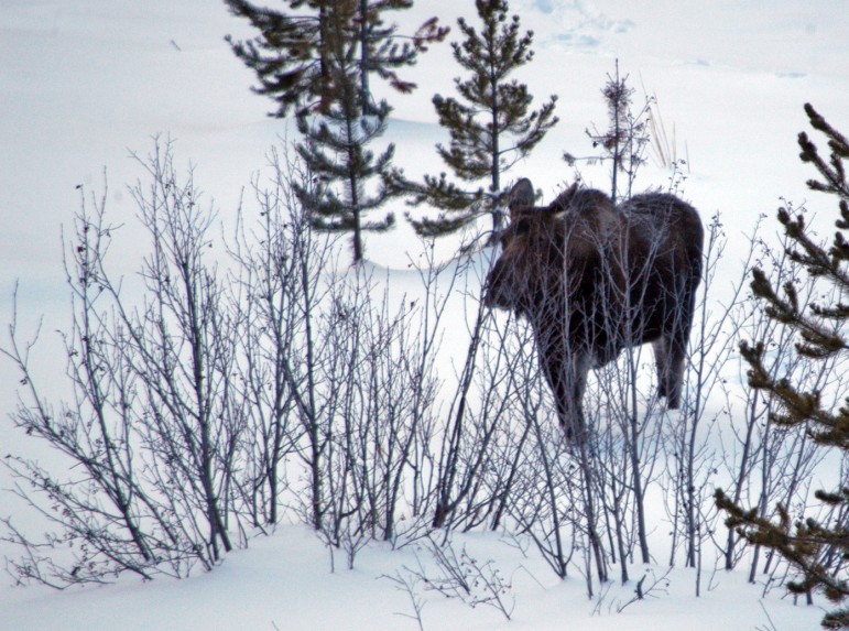 A moose moves through vegetation along the North Fork of the Shoshone River, just east of Yellowstone National Park.