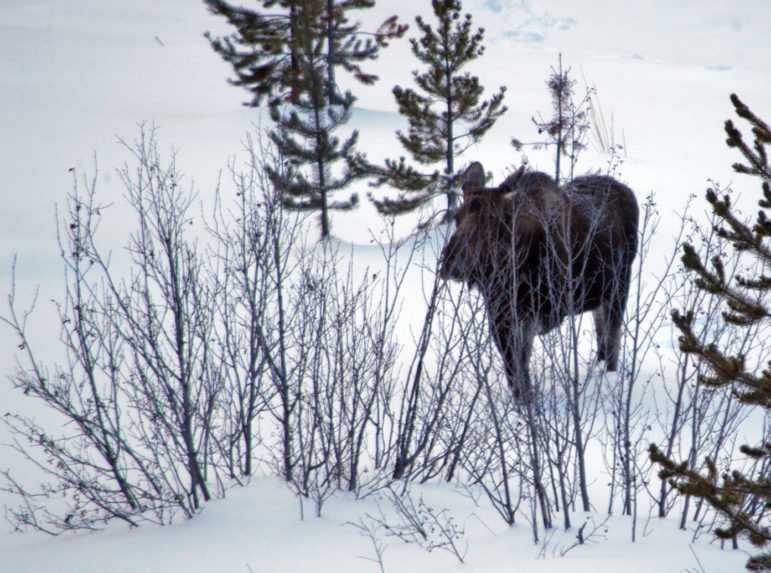 A moose moves through vegetation along the North Fork of the Shoshone River, just east of Yellowstone National Park.