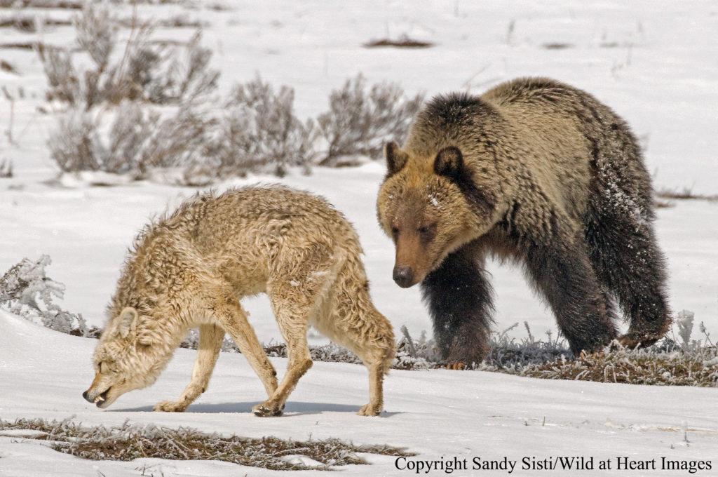 A subadult grizzly bear in Yellowstone Park's Hayden valley tries to attempts to have some fun with a wary coyote.