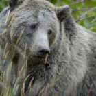 Officials in Grand Teton National Park report that grizzly bears are active and out of hibernation with the arrival of spring weather.