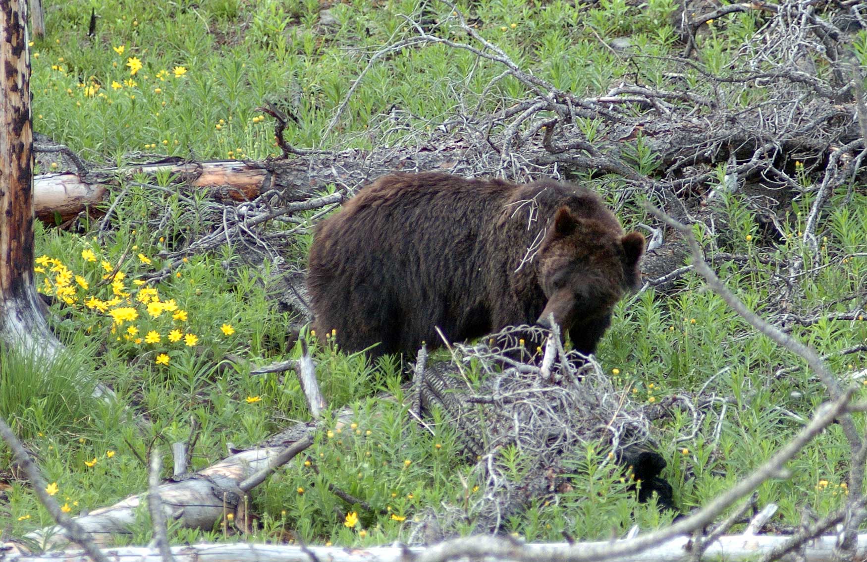 A subadult grizzly bear scans the ground near Cub Creek on the east side of Yellowstone National Park. (Yellowstone Gate file photo by Ruffin Prevost - click to enlarge)