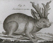 A 1789 jackalope drawing from Bonnaterre's Tableau Encyclopedique et Methodique.