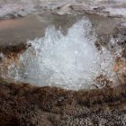 Aurum Geyser is one of many thermal features in Yellowstone National Park powered by geologic forces active since the first Yellowstone supervolacno eruptions, dating back millions of years. (Janet White - click to enlarge)