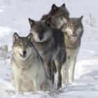 Yellowstone wolves