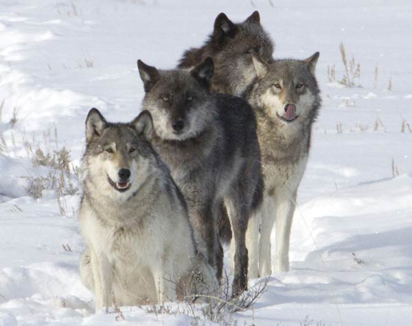 Yellowstone wolves