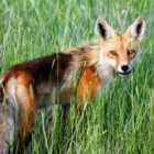 Livingston photographer Christopher Cauble spends about 100 days each year shooting photos and video in Yellowstone National Park. (©Christopher Cauble photo - click to enlarge)