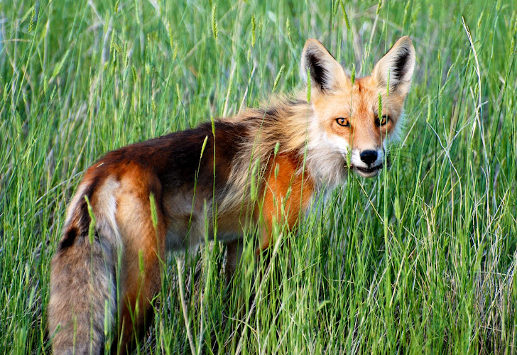 Livingston photographer Christopher Cauble spends about 100 days each year shooting photos and video in Yellowstone National Park. (©Christopher Cauble photo - click to enlarge)