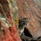 A mountain lion peers out from its hiding spot. (photo by Larry Moats/U.S. Fish and Wildlife Service - click to enlarge)