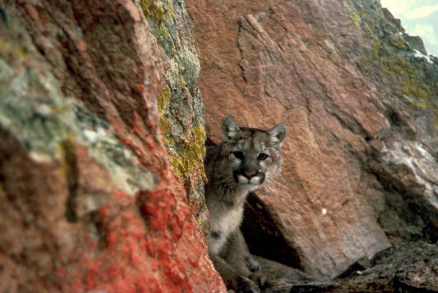 A mountain lion peers out from its hiding spot. (photo by Larry Moats/U.S. Fish and Wildlife Service - click to enlarge)