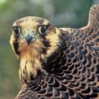 A pair of Grand Teton peregrine falcons nesting in a popular climbing spot had prompted a temporary closure of the area.