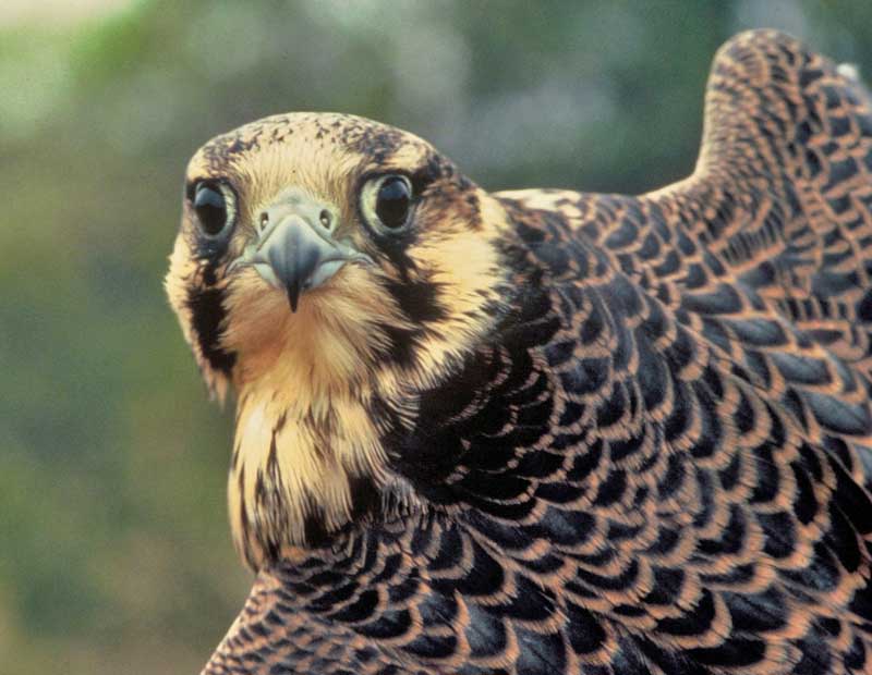 A pair of Grand Teton peregrine falcons nesting in a popular clmibing spot has prompted a temporary closure of the area. (Craig Koppie/U.S. Fish & Wildlife Service - click to enlarge)