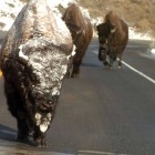 A trio of bison make their way along a highway near Yellowstone National Park. (Ruffin Prevost/Yellowstone Gate - click to enlarge)