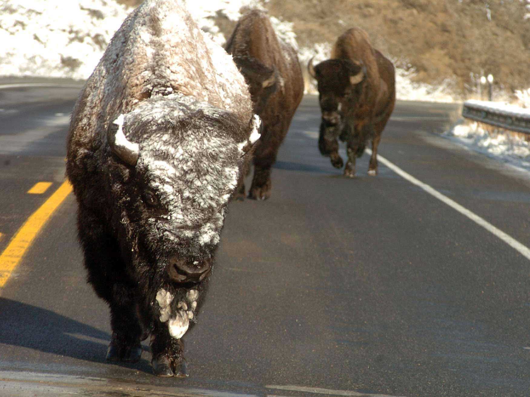A trio of bison make their way along a highway as they migrate between winter and summer feeding grounds. (Ruffin Prevost/Yellowstone Gate - click to enlarge)