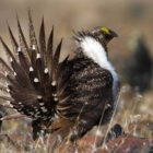 The greater sage grouse faces pressure from fragmented habitat resulting from development across the West. (Stephen Ting photo - click to enlarge)