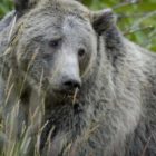 Wildlife officials have proposed ending federal protections for Yellowstone area grizzly bears.