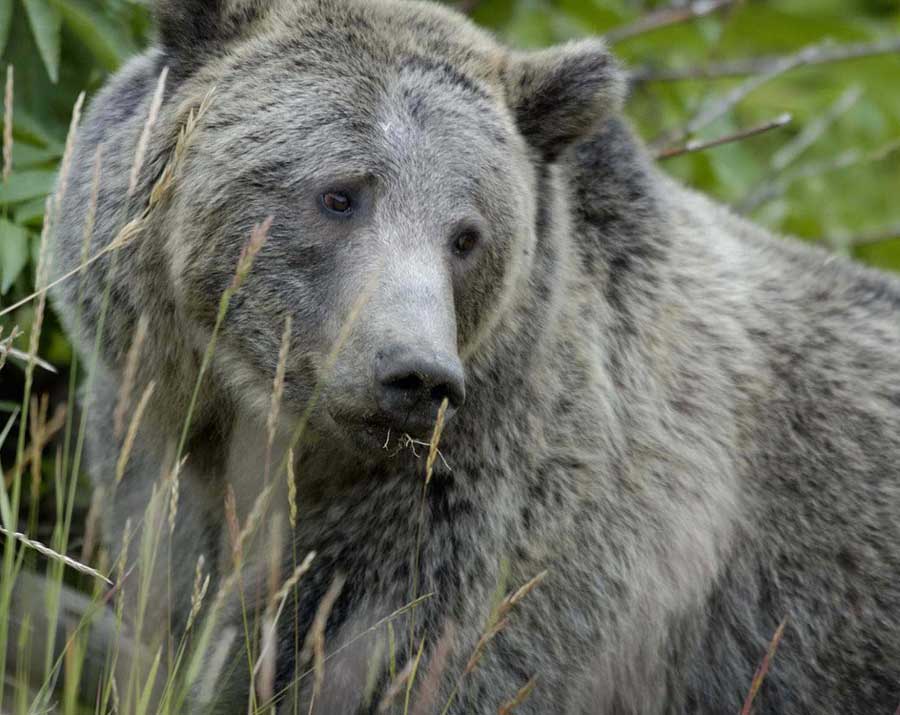 Game and Fish officials advise individuals to avoid posted areas around Grass Creek, Wyo. during grizzly bear trapping activites. (USFWS photo by Terry Tollefsbol - click to enlarge)