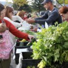 Cody resident Amy Quick browses produce offered by Shoshone River Farm at a farmers' market in Cody, Wyo. (Elijah Cobb/click to enlarge)