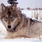 Yellowstone wolves are the focus of a new video released by the Yellowstone Park Foundation promoting collaring and other research efforts. (NPS photo - click to enlarge)
