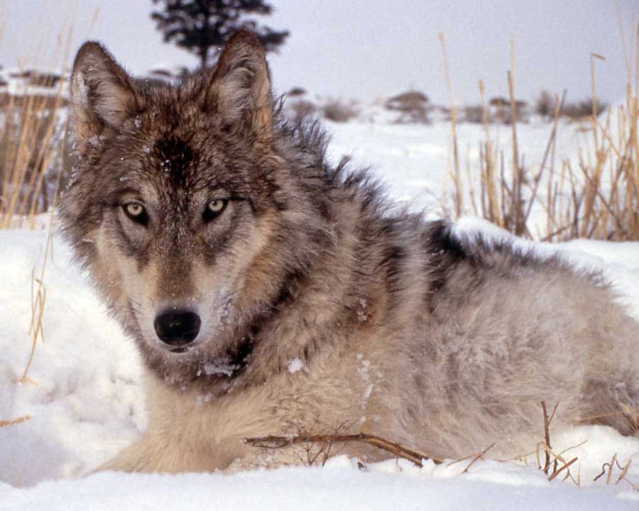 Wyoming game officials are investigating the illegal killing of two wolves in December near Grand Teton National Park. (NPS photo - click to enlarge)