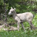 yellowstone-wildlife-bighorn-sheep