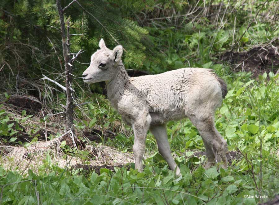 yellowstone-wildlife-bighorn-sheep